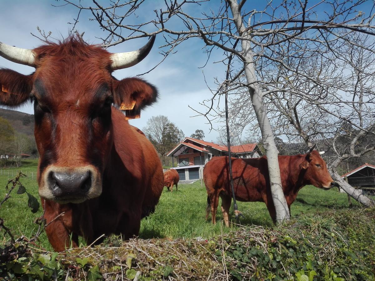 Agroturismo La Casona De Belmonte Ovinana  Екстериор снимка